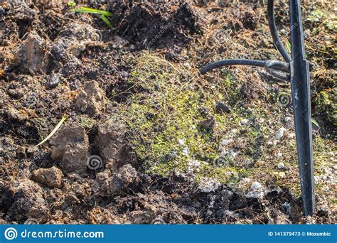 Soil Fungus In The Garden Stock Image Image Of Fungus 141379473