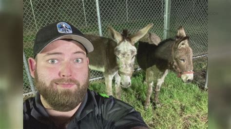 Is Anyone Missing A Couple Of Donkeys Louisville Animal Shelter Has