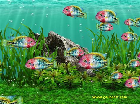 Clear Aquarium Animated Wallpaper Aquarium