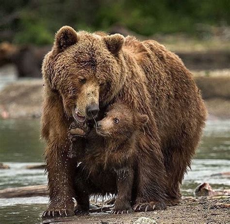 Mom And Baby Bear Animals And Pets Baby Animals Cute Animals Wild