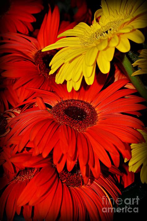 Red And Yellow Glory The Flowers Of Summer Gerbera Daisies