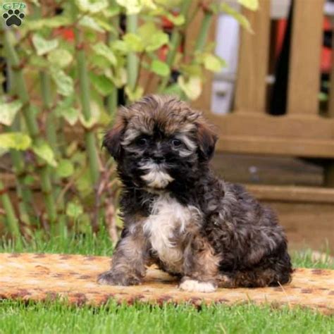 What is special about a california havanese puppy? Kody - Havanese Puppy For Sale in Pennsylvania | Havanese puppies, Havanese puppies for sale ...