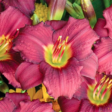Jean, usually zone 5 or 6 people can grow dormant daylilies quite well. Buy Pardon Me Reblooming Daylily | Sun Perennials | Breck's