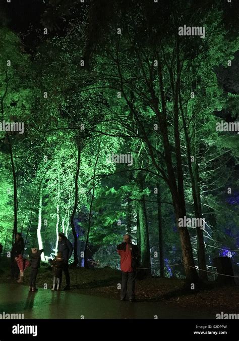 Enchanted Forest Light Show Pitlochry Scotland Stock Photo Alamy