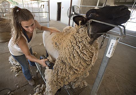 Sheep Shearing Polycentric
