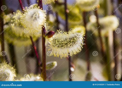Willow Catkins Stock Image Image Of Blooming Spring 91310559