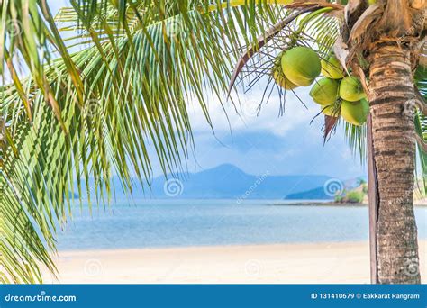 Coconut Tree And Beautiful Sand Beach Stock Image Image Of Paradise