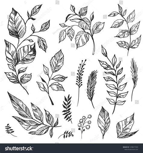 Set Of Leaves Hand Drawn Decorative Elements Vector Illustration