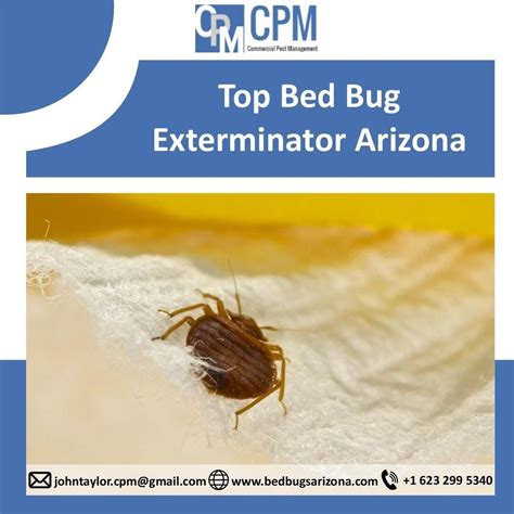 Top Bed Bug Exterminator Arizona Bed Bugs Bug Exterminator Bed Bugs