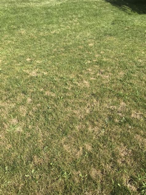 Brown Spots In Lawn Landscaping And Lawn Care Diy