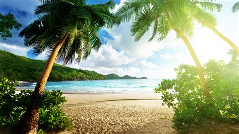 Tropical Sunlight Beach Palm Trees Hd Wallpaper Nature
