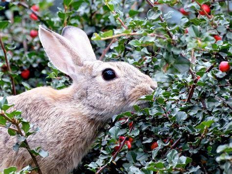 Can Rabbits Eat Raspberries A Burst Of Flavor For Bunnies