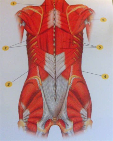 Muscles In The Body Front And Back Female Muscle Diagram Woman