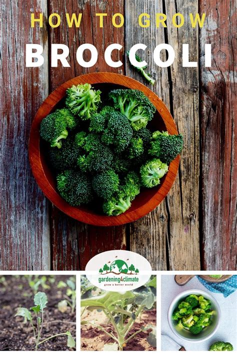 Growing Broccoli How To Grow Broccoli Plants In The Vegetable Garden