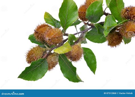 Beech Branch With Beechnuts Stock Photo Image Of Green Organic 87512868