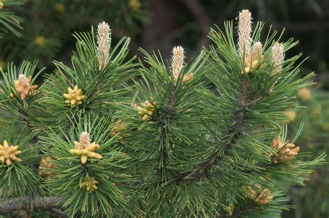 Pinus Nigra Jfarnold Préservons La Nature