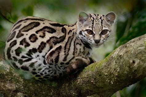Smallest Wild Cats In The World