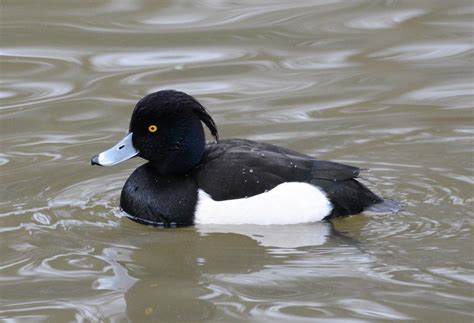 Probirder Tufted Duck Is A Great Looker