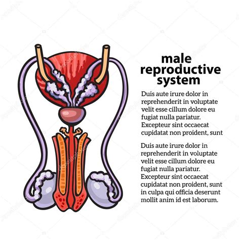 Sistema Reproductor Masculino 2024