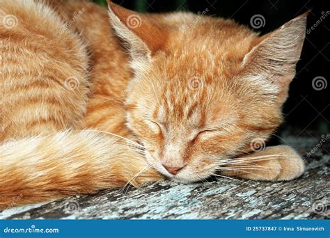Ginger Tabby Cat Stock Image Image Of Fluffy Wood Sleeping 25737847