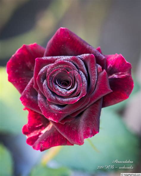 Abracadabra Rose