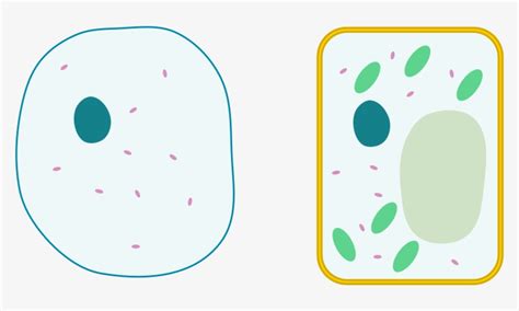 Simple Animal Cell No Labels Png Image Transparent Png Free Download