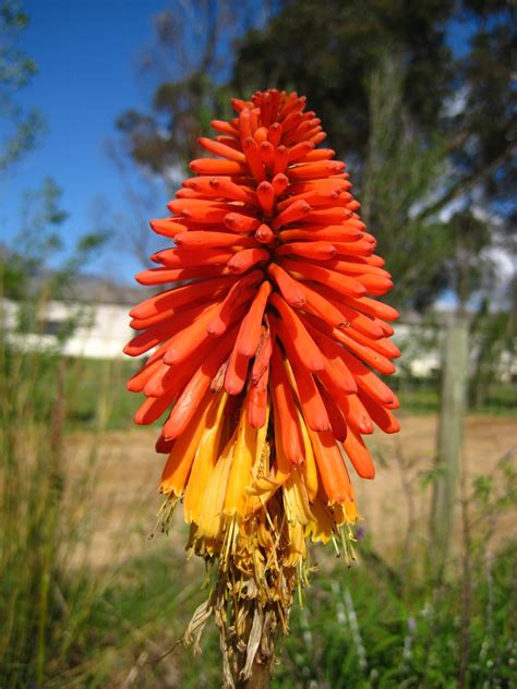 See more ideas about african plants, plants, planting flowers. Free photo: South African flower - Beautiful, Bright ...