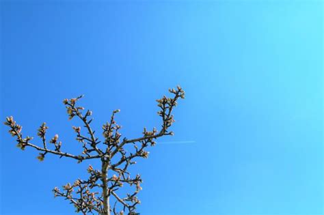 Free Images Almond Tree Spring Nature Bud Branch Twig Blue