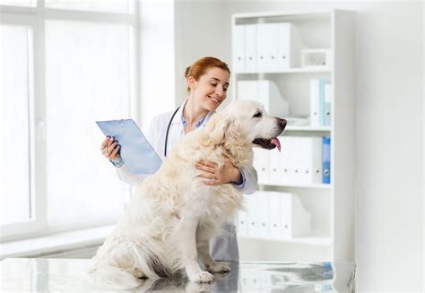 The Benefits of Local Pet Hospitals