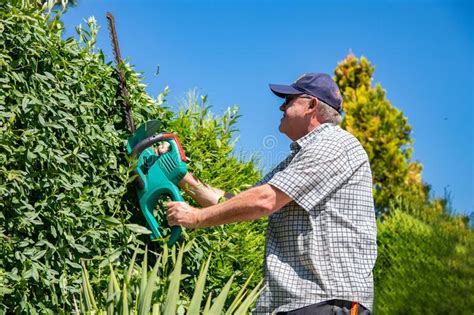 Gardening Hedge Cutting Stock Photo Image Of Cutter 75357448