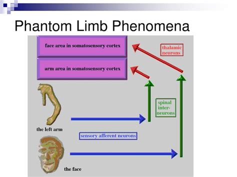 Ppt Phantom Limb Phenomena Powerpoint Presentation Free Download