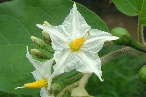 Last names from a to z. Solanum torvum