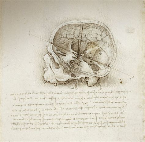 The Body According To Leonardo Da Vinci