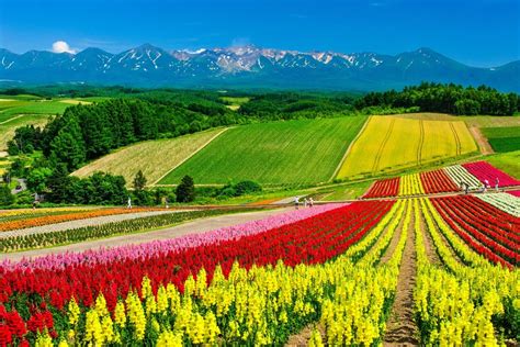 What To Do In Sapporo In Summer Japans Top Ski Destination Blossoms