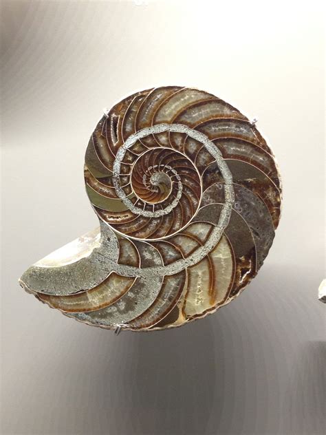 Cross Section Of Nautilus Nature Is So Inspiring From Lkcnhm