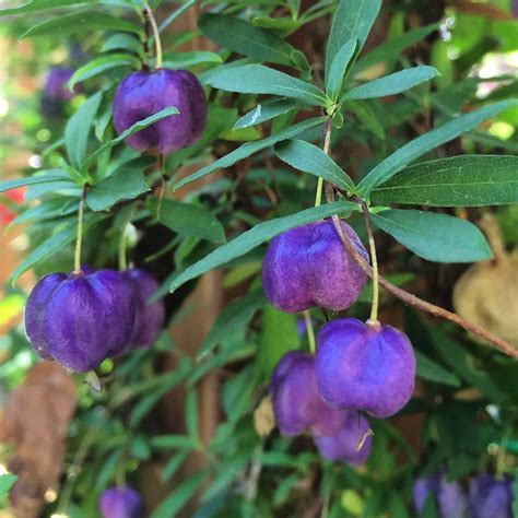 Billardiera Lonlora — Purple Apple Berry — 25 Seeds