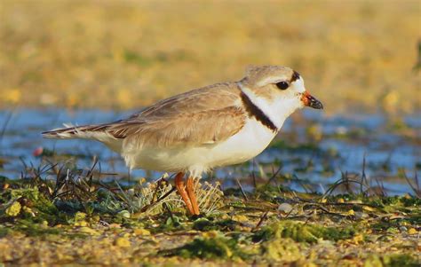 The Caribbeans Piping Plover A Matter Of Knowing Where To Look