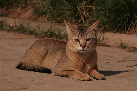 The Chausie Cat Breed An Exotic And Wild Domestic Hybrid Pethelpful