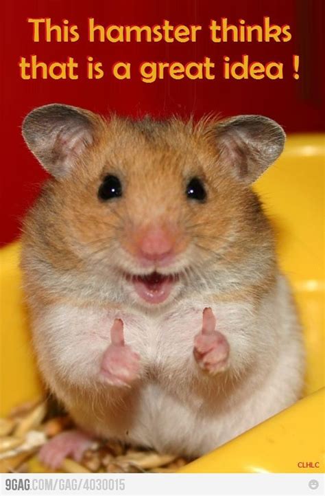 This Hamster Thinks That Is A Great Idea Cute Hamsters