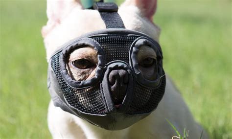 5 Best Muzzles For French Bulldogs In 2024 Spire Pet