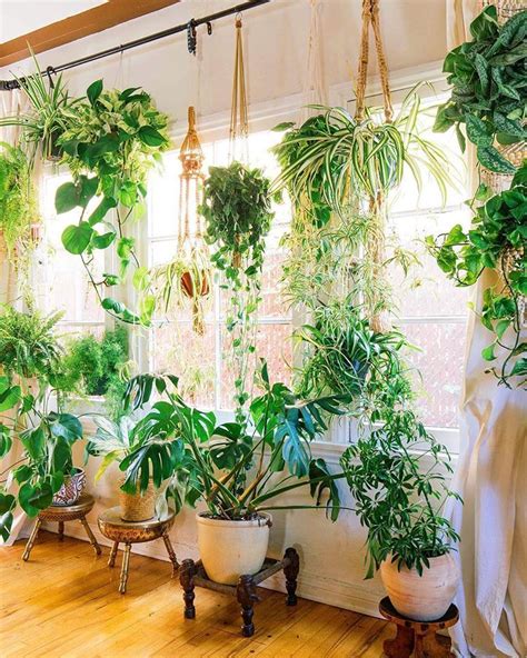 Place Plants In Windowsills Or Hang Them From Curtain Rods To Create A