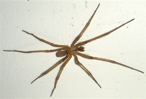 Male Southern House Spider Not Recluse Spider In Arizona Whats That