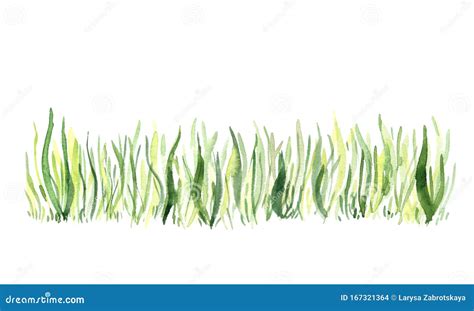 Watercolor Hand Painted Green Spring Grass Stock Illustration
