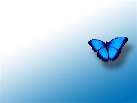 Free Download Blue Butterfly Wallpapers Wallpaper Blue Butterfly