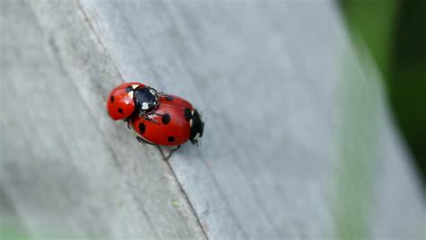 Ladybugs Having Sex Stock Footage Video 6452960 Shutterstock