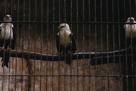 Fotos Gratis Pájaro Zoo Fauna Refugio De Animales Pájaro