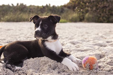 Free Images Beach Sand Puppy Cute Canine Pet Playing Furry