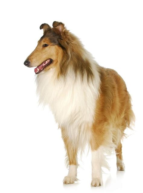 Collie Dog Breed Information And Pictures Petguide Petguide