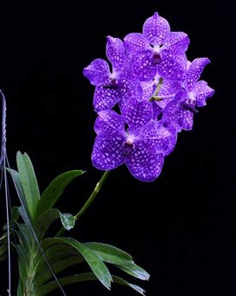Vanda Pakchong Blue Doctor Anek X Coerulea Orchidweb