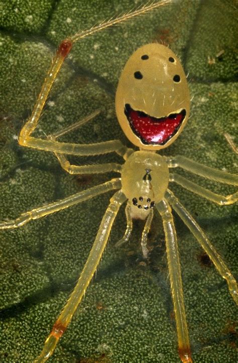 Top 10 Strangely Beautiful And Unusual Spiders
